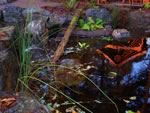 Garden Showroom reflections